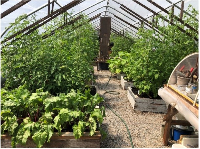 Greenhouse in July